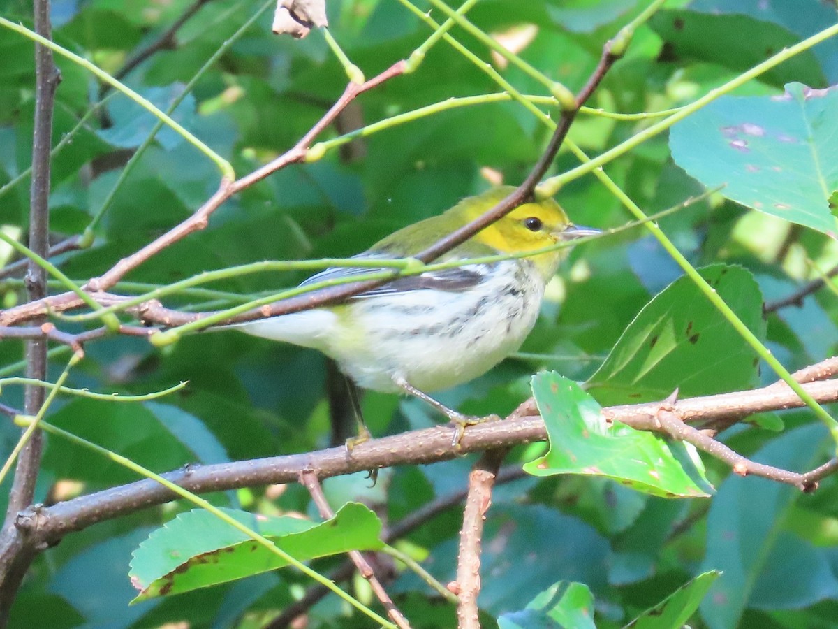 Black-throated Green Warbler - ML609052464