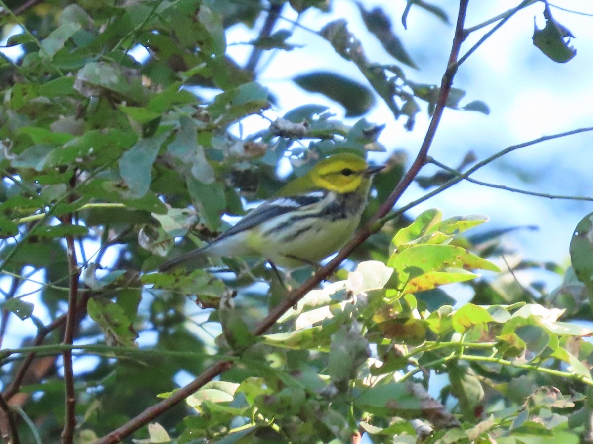 Black-throated Green Warbler - ML609052465
