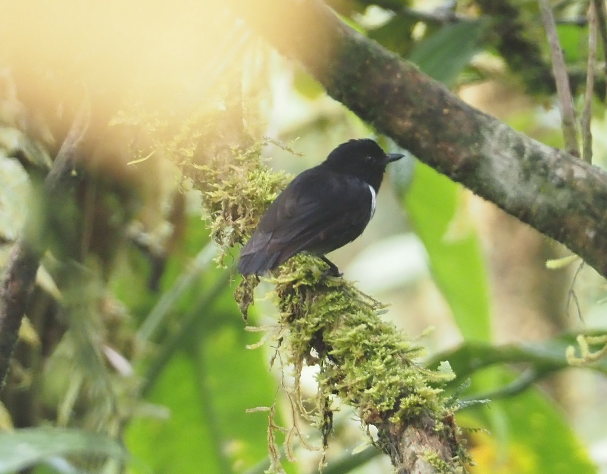 White-rumped Robin - ML609052679