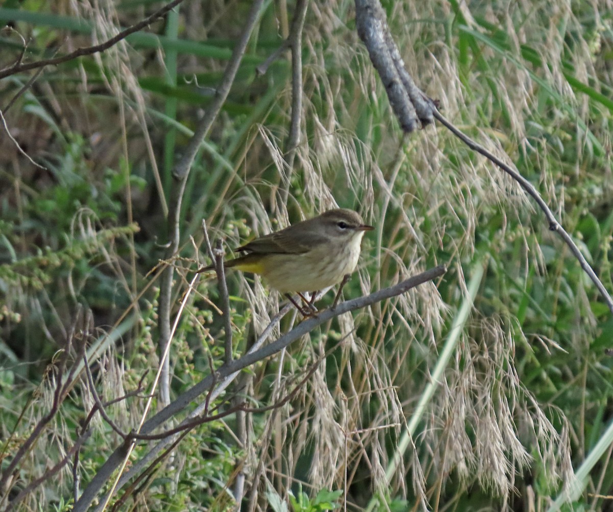Palm Warbler - ML609052682