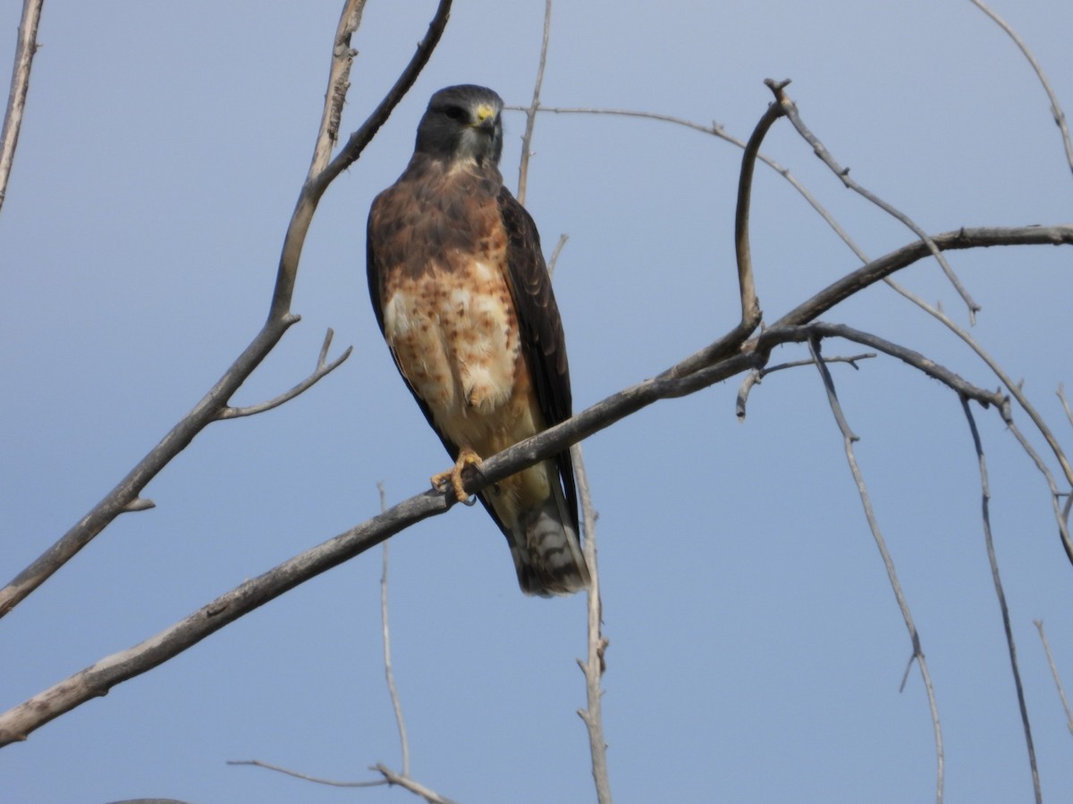 Swainson's Hawk - ML609052700