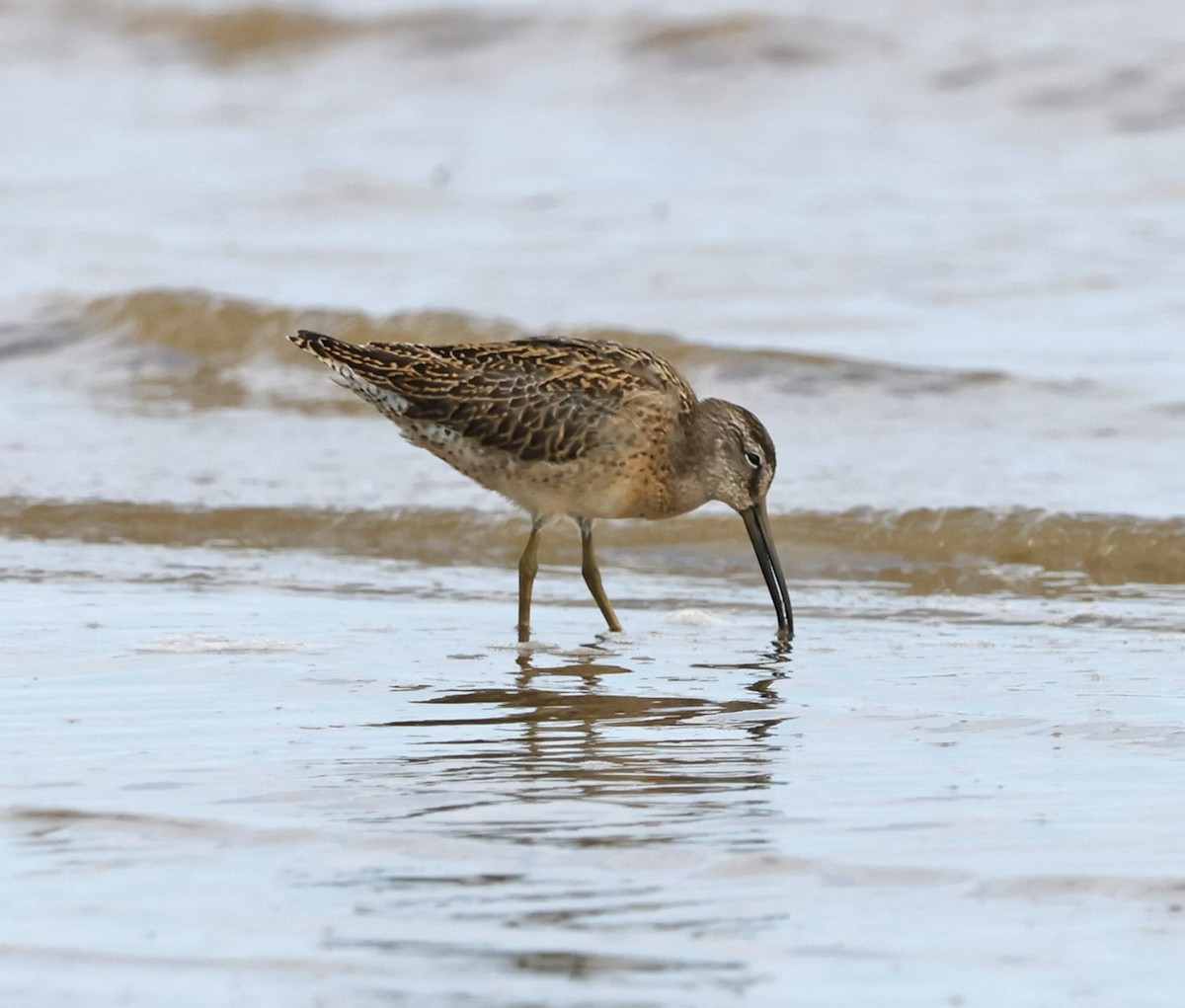 Short-billed Dowitcher - ML609052824