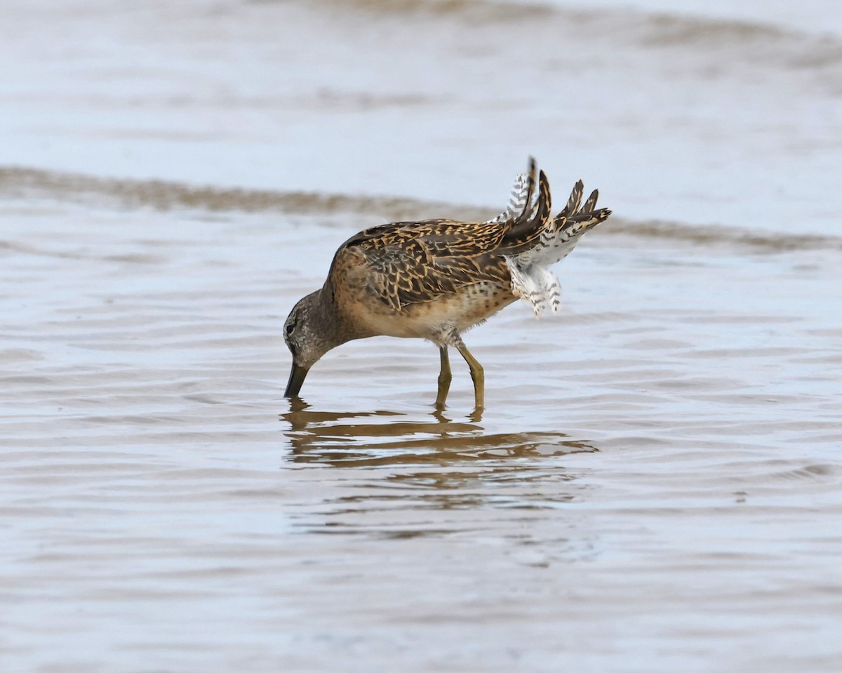 Short-billed Dowitcher - ML609052837