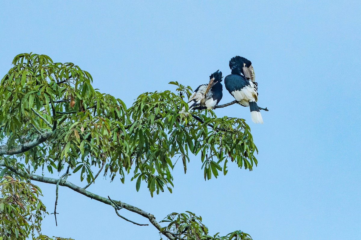 White-thighed Hornbill - lucien ABAH