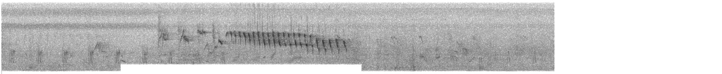 småseiler (affinis gr.) - ML609052964