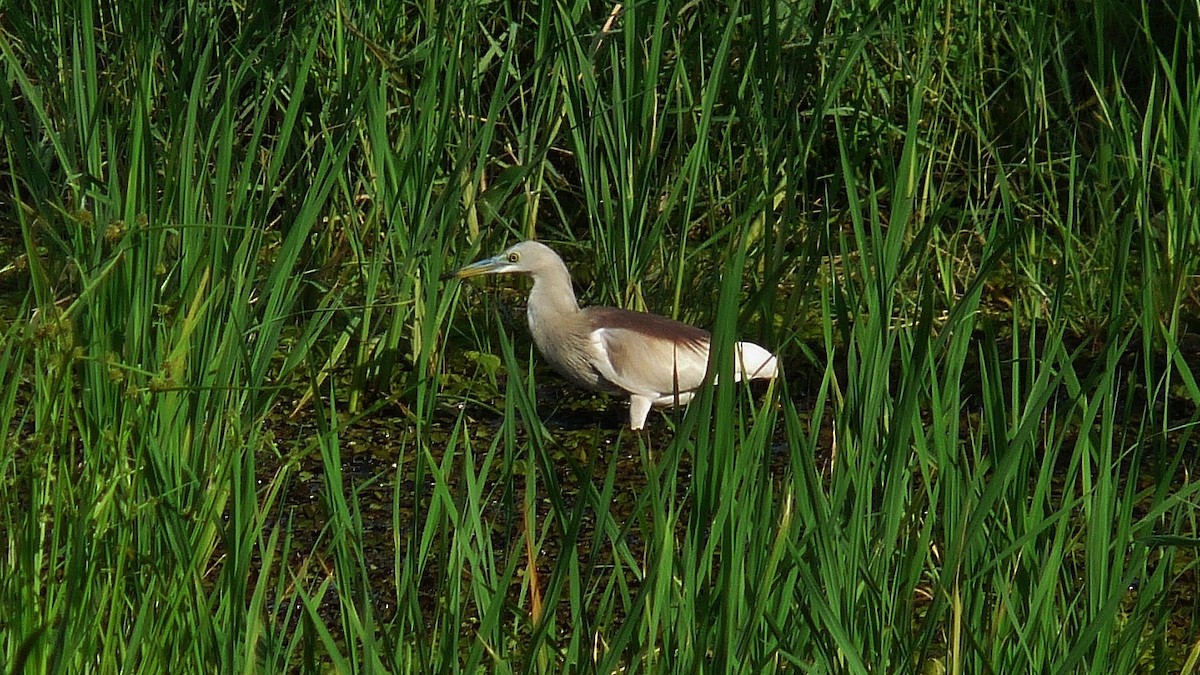 Indian Pond-Heron - Martien Prins
