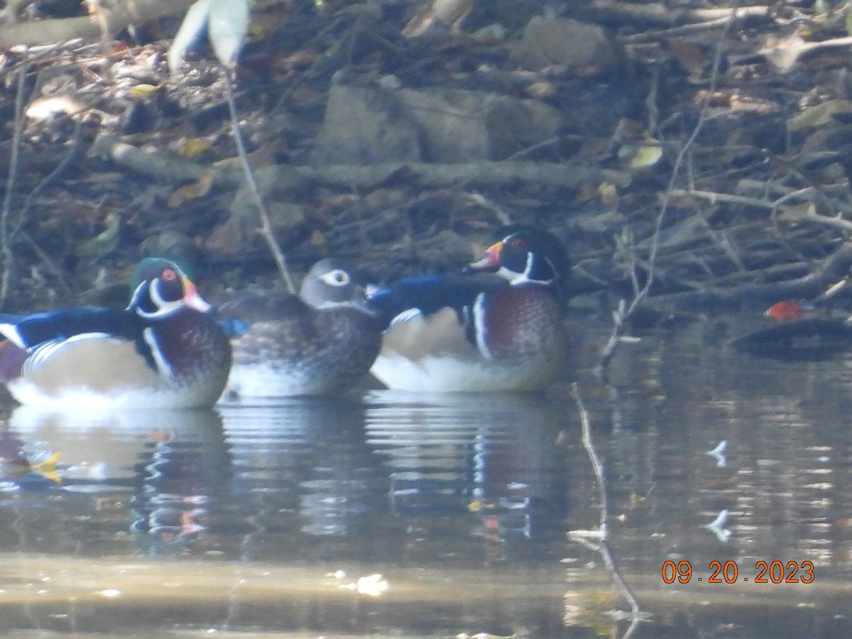 Wood Duck - ML609053693