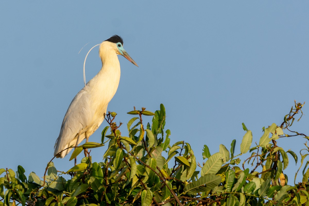 Capped Heron - André Adeodato - Aves de Sobral