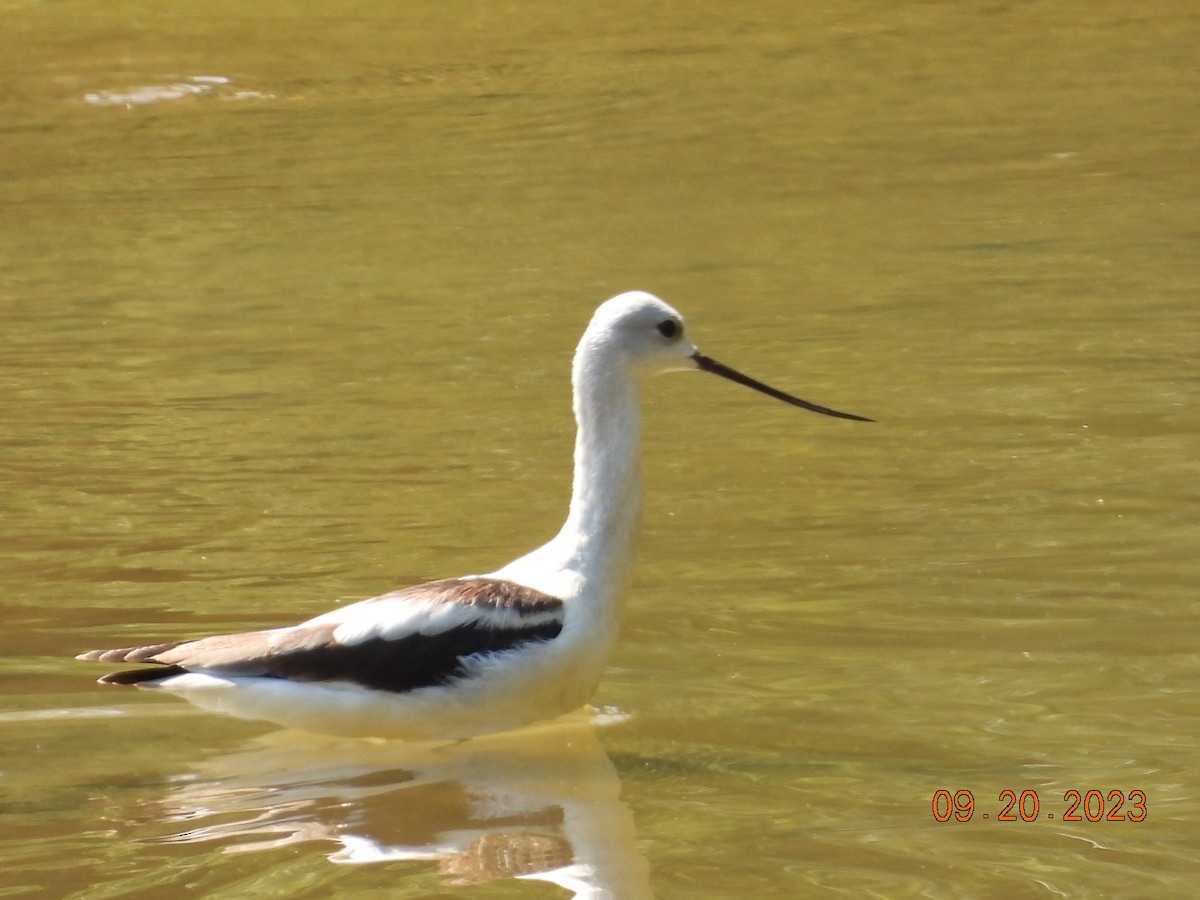 Avocette d'Amérique - ML609053905