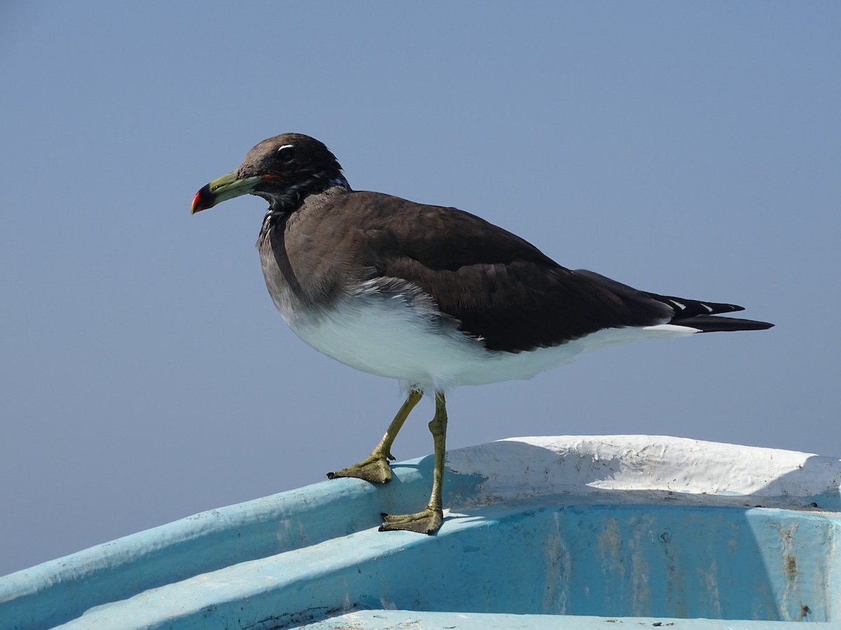 Sooty Gull - ML609053985