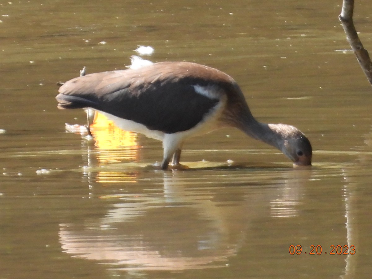 ibis bílý - ML609054260