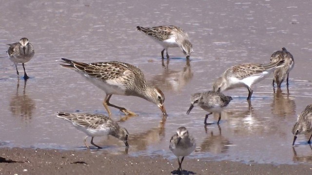 Pectoral Sandpiper - ML609054369