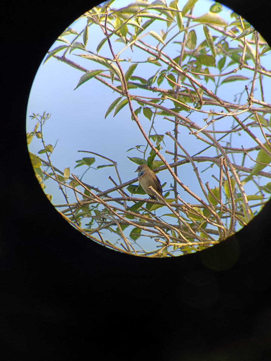 Bluethroat - jacob mead