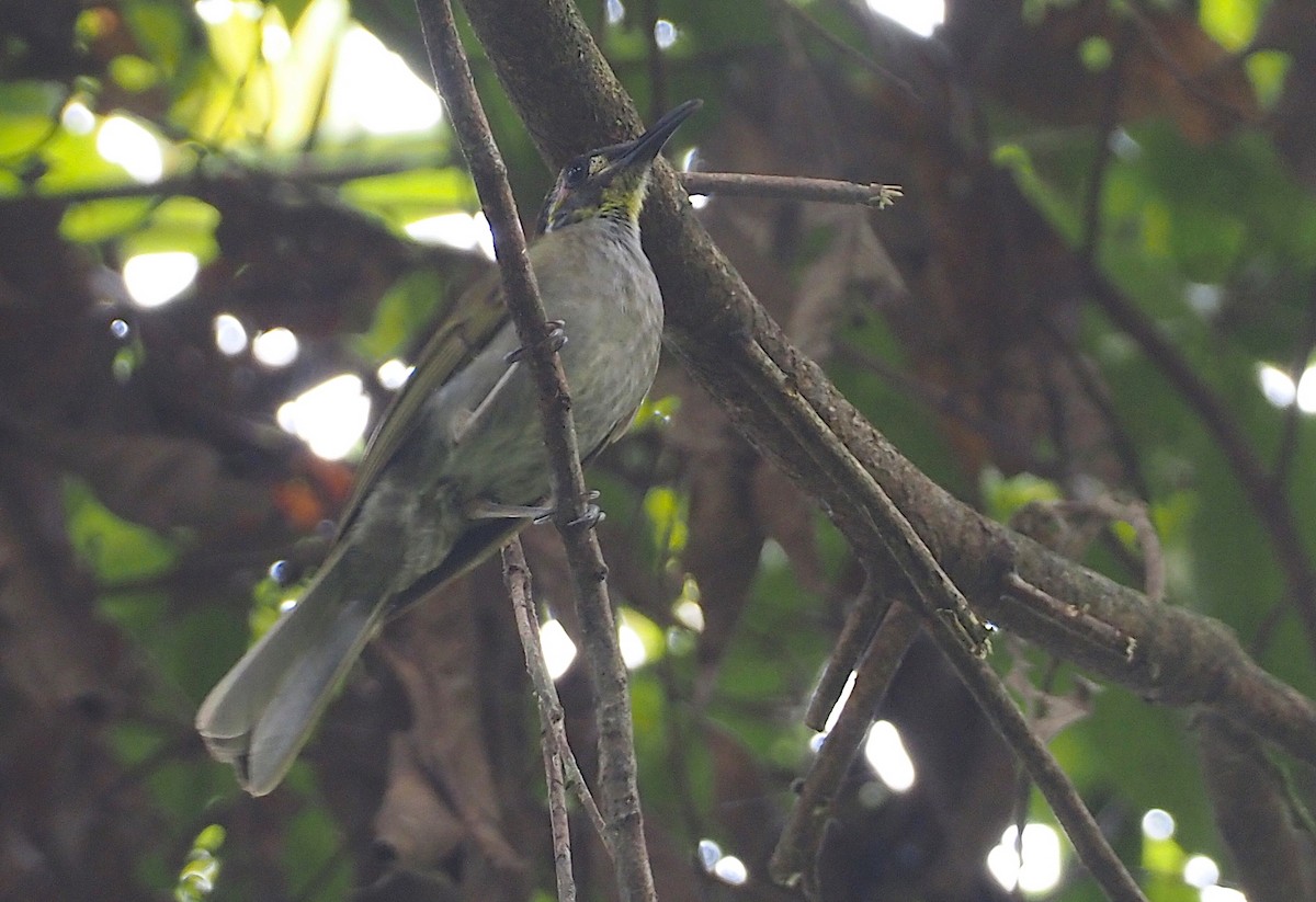 Obscure Honeyeater - Stephan Lorenz