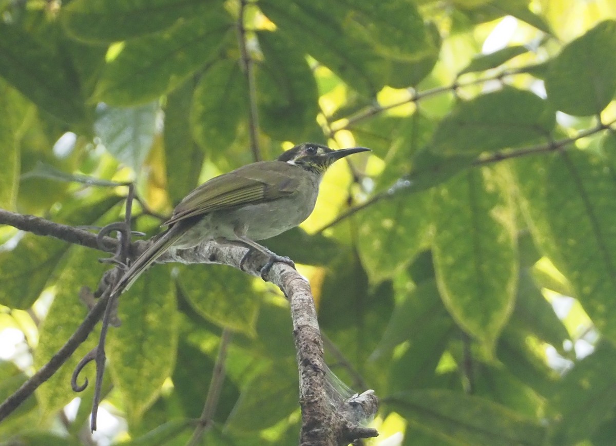 Obscure Honeyeater - Stephan Lorenz