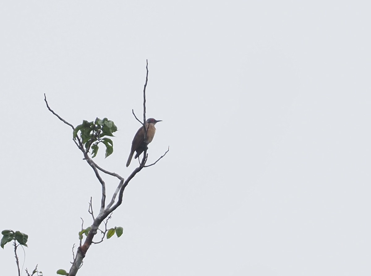 Long-billed Cuckoo - ML609055270