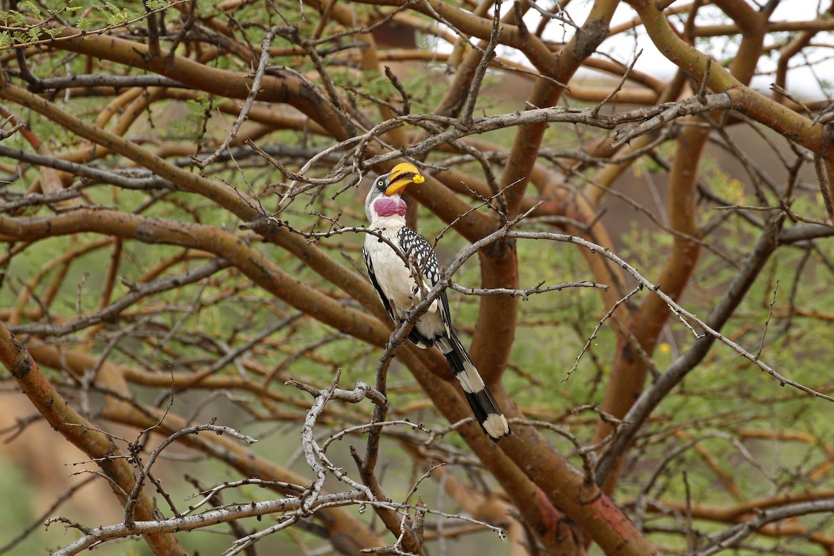 Eastern Yellow-billed Hornbill - ML609055542