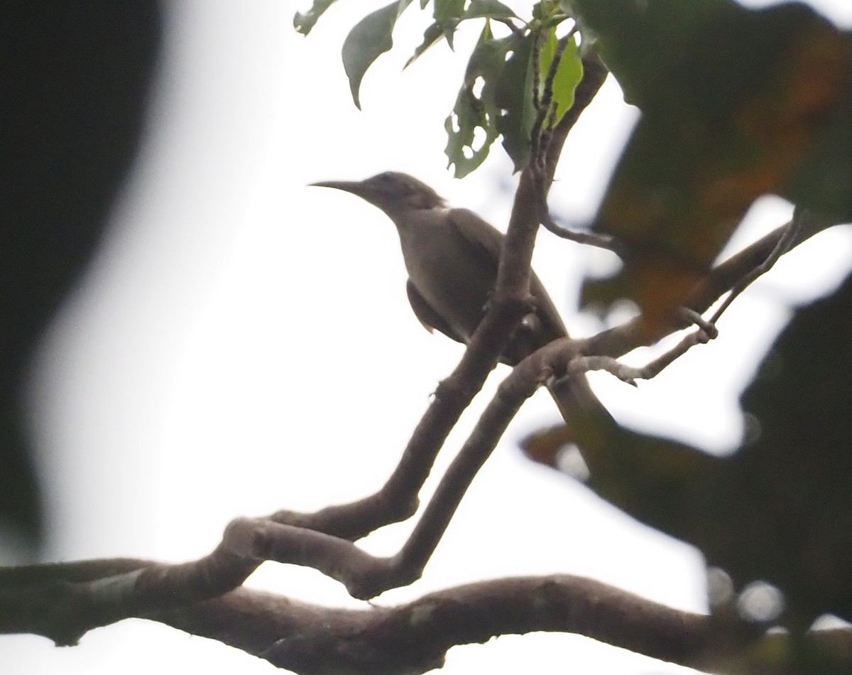 Meyer's Friarbird - ML609055543