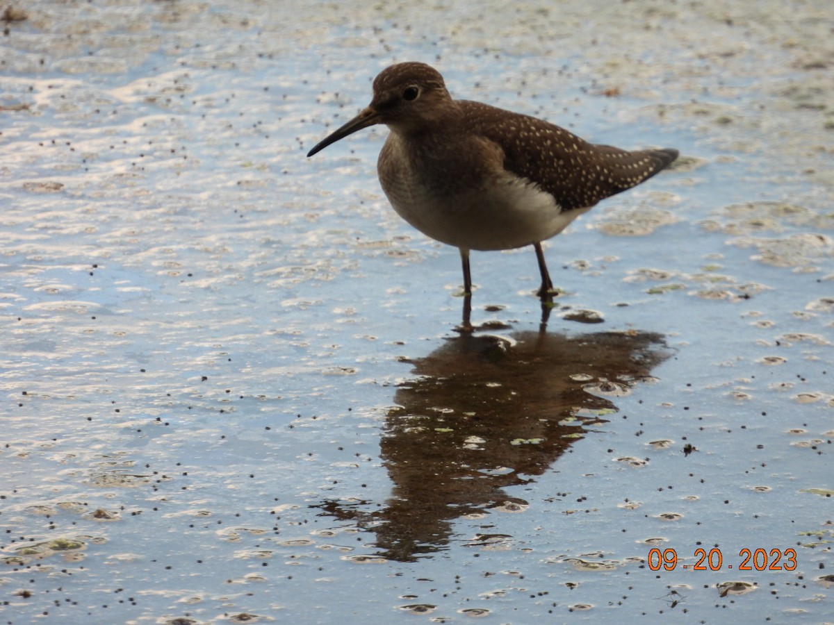 Solitary Sandpiper - ML609055679