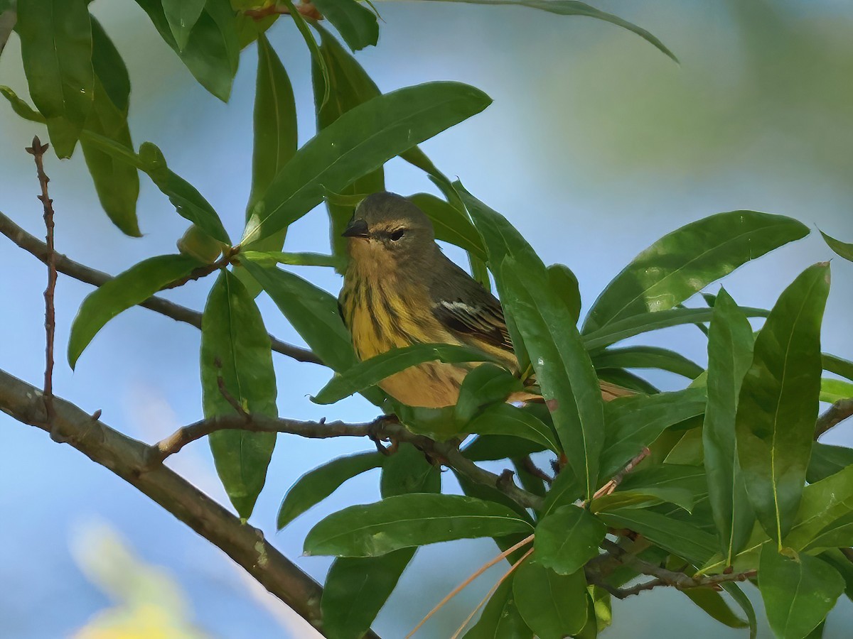 Cape May Warbler - ML609055991