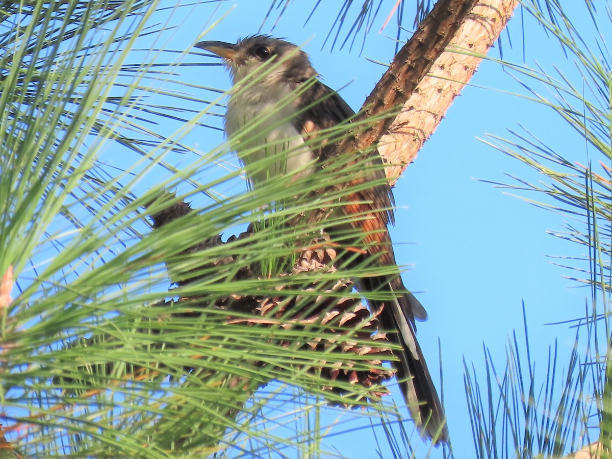 Yellow-billed Cuckoo - ML609056020