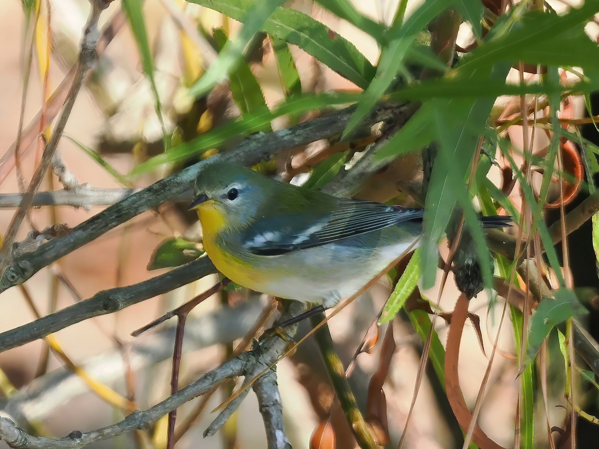 Northern Parula - ML609056100