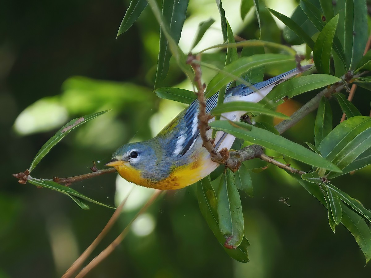 Northern Parula - ML609056101