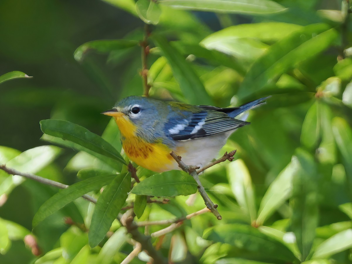 Northern Parula - ML609056102