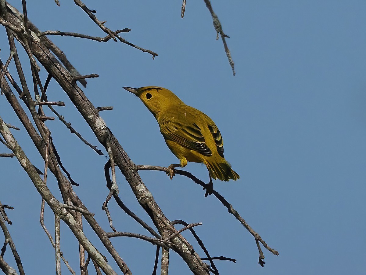 Yellow Warbler - ML609056149