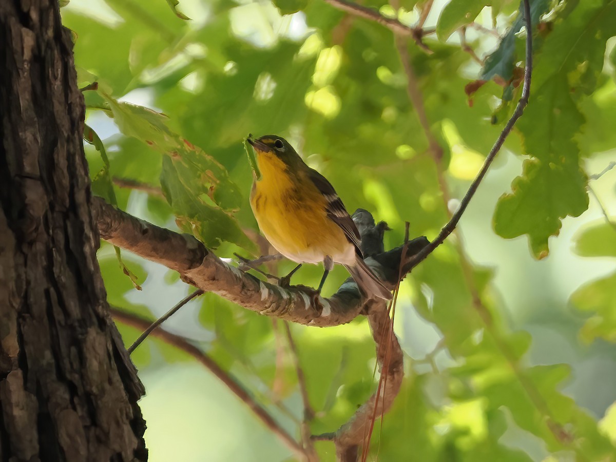 Pine Warbler - Daniel Kaplan