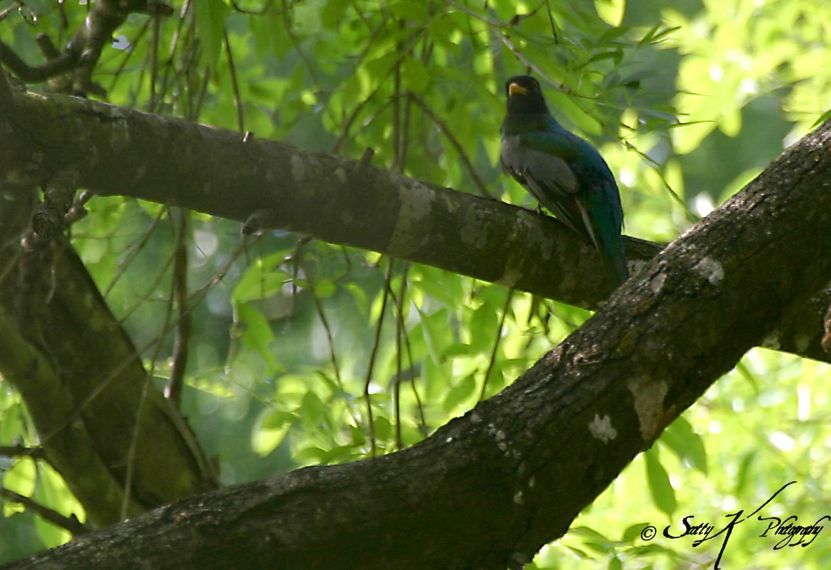 Elegant Trogon - ML609056236