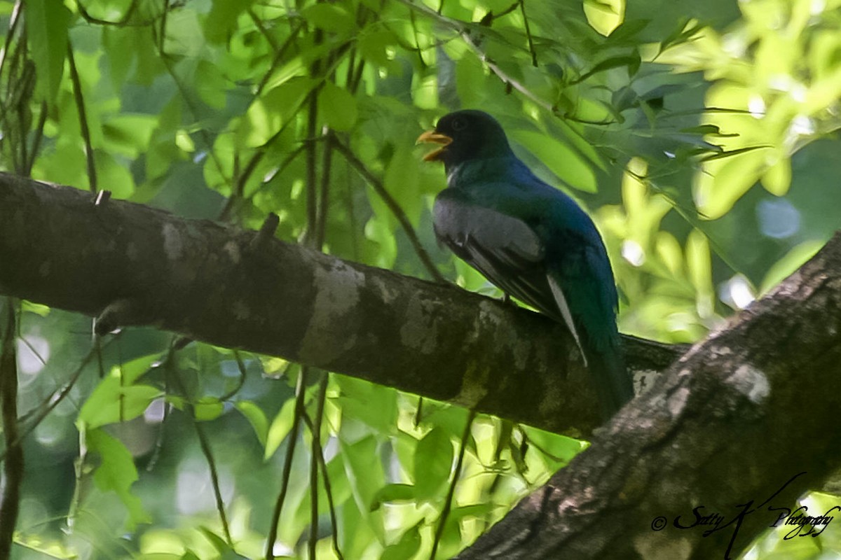 Elegant Trogon - ML609056237