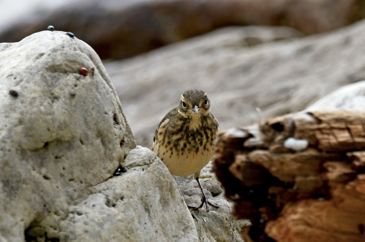 American Pipit - ML609056277