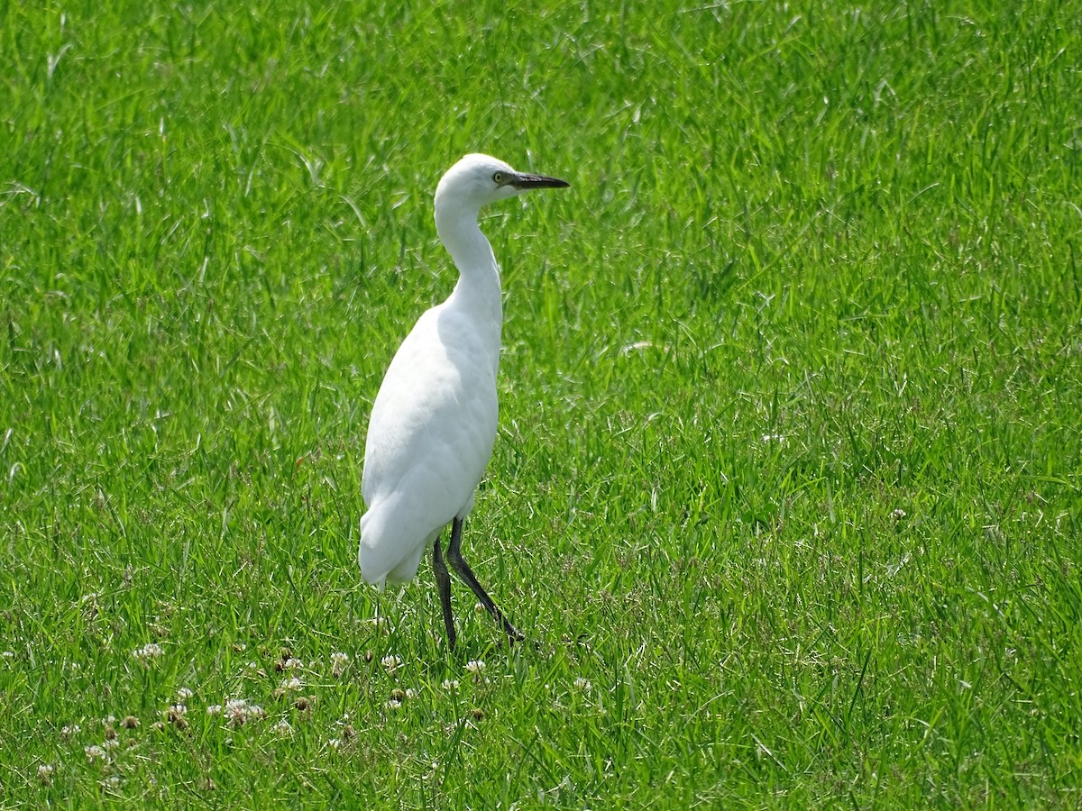 ニシアマサギ - ML609057011