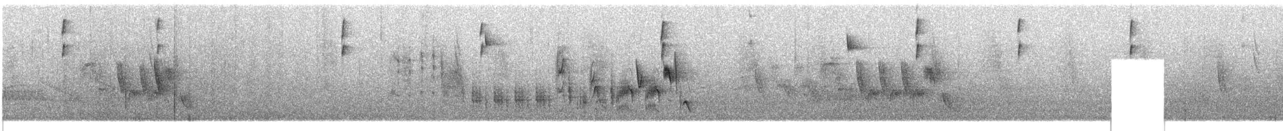 コバシマユシトド（pectoralis） - ML609057176