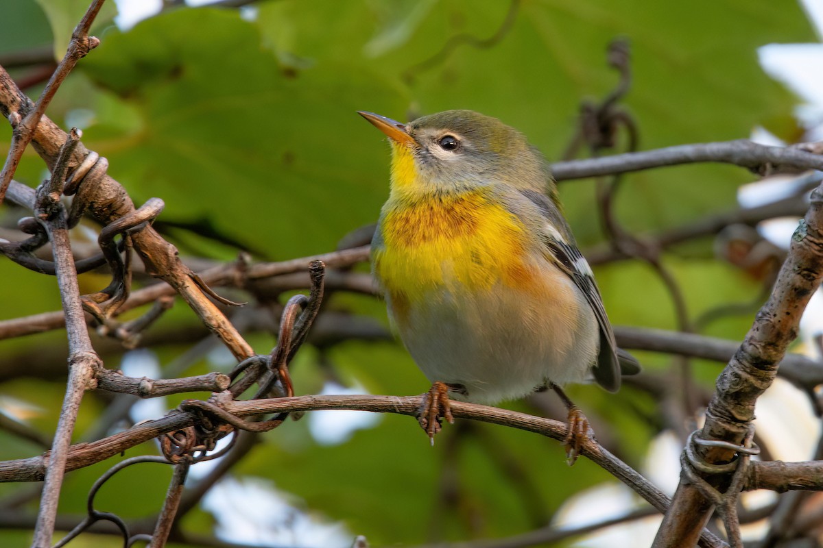 Northern Parula - Sue Barth