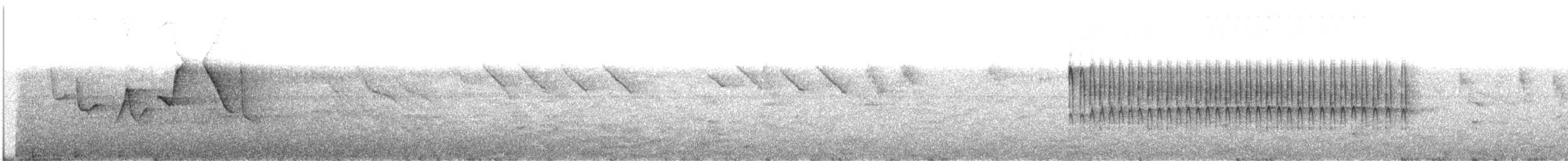 Вівчарик білогорлий (підвид floresianus) - ML609057955