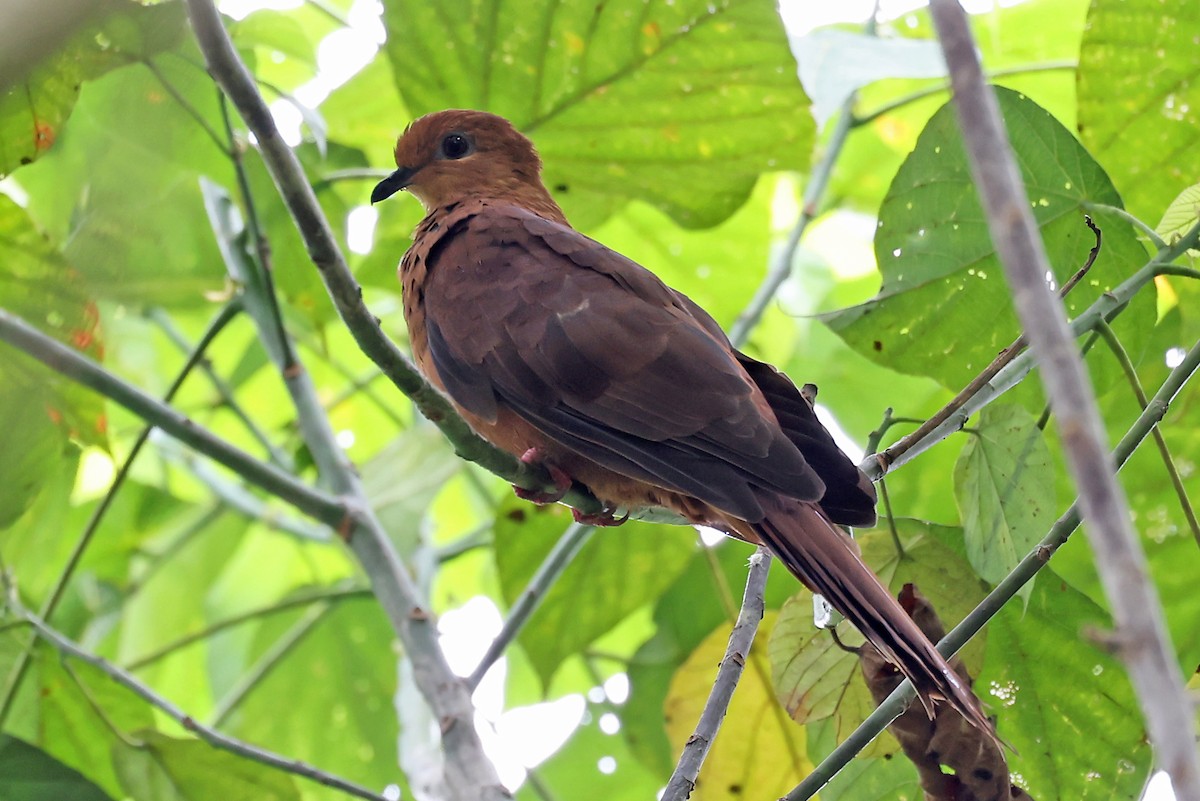 Mackinlay's Cuckoo-Dove - ML609058507