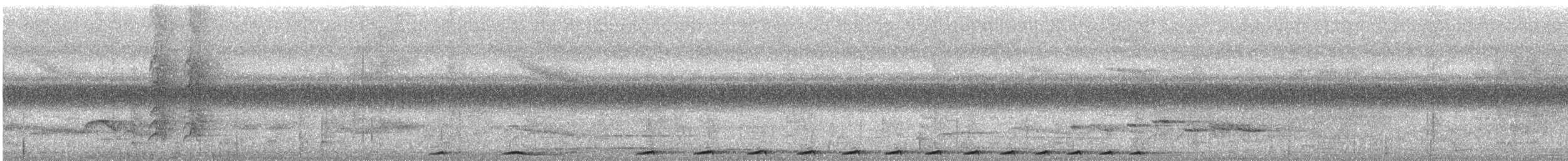 Phapitréron à oreillons blancs (nigrorum) - ML609058909