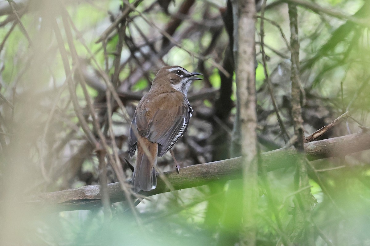 Brown Scrub-Robin - ML609058923