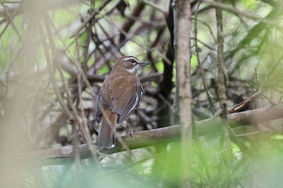 Brown Scrub-Robin - ML609058924