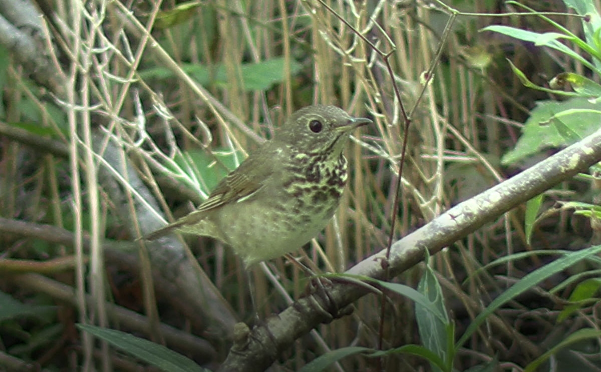 Gray-cheeked Thrush - ML609059245