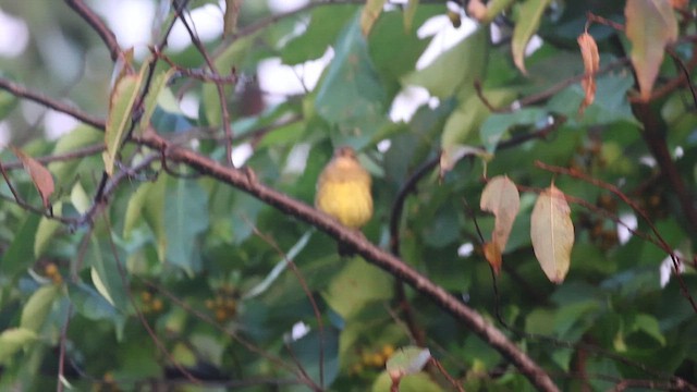Connecticut Warbler - ML609059363