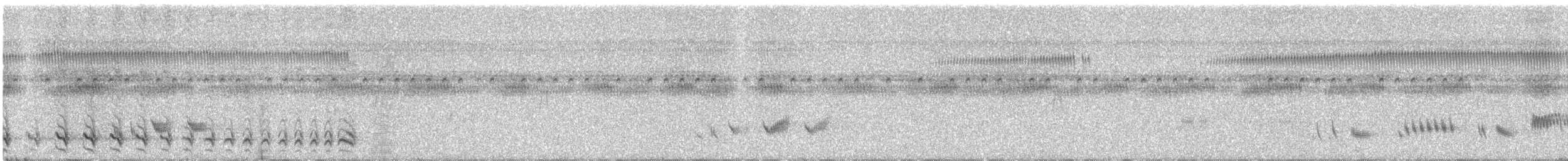 Bindenameisenwürger [doliatus-Gruppe] - ML609059393