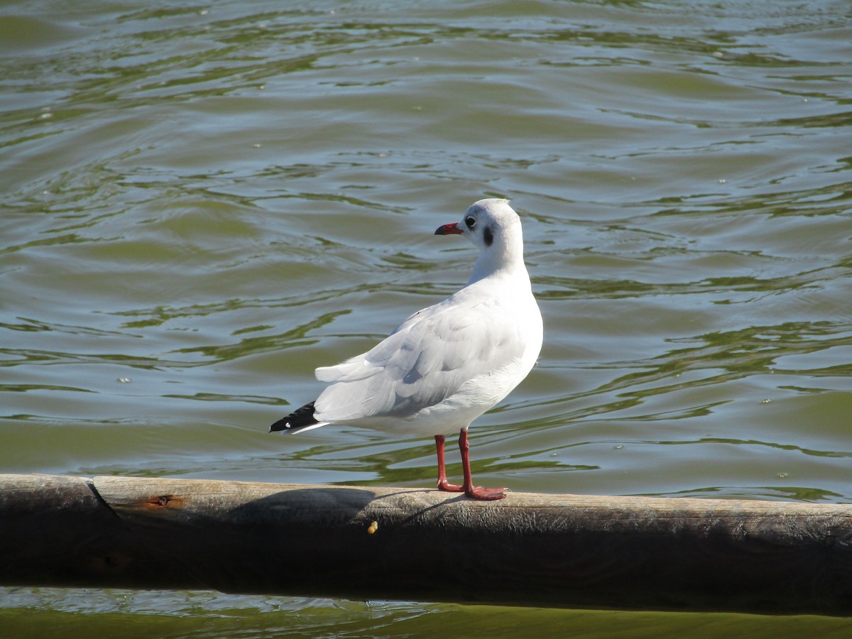 Mouette rieuse - ML609059794