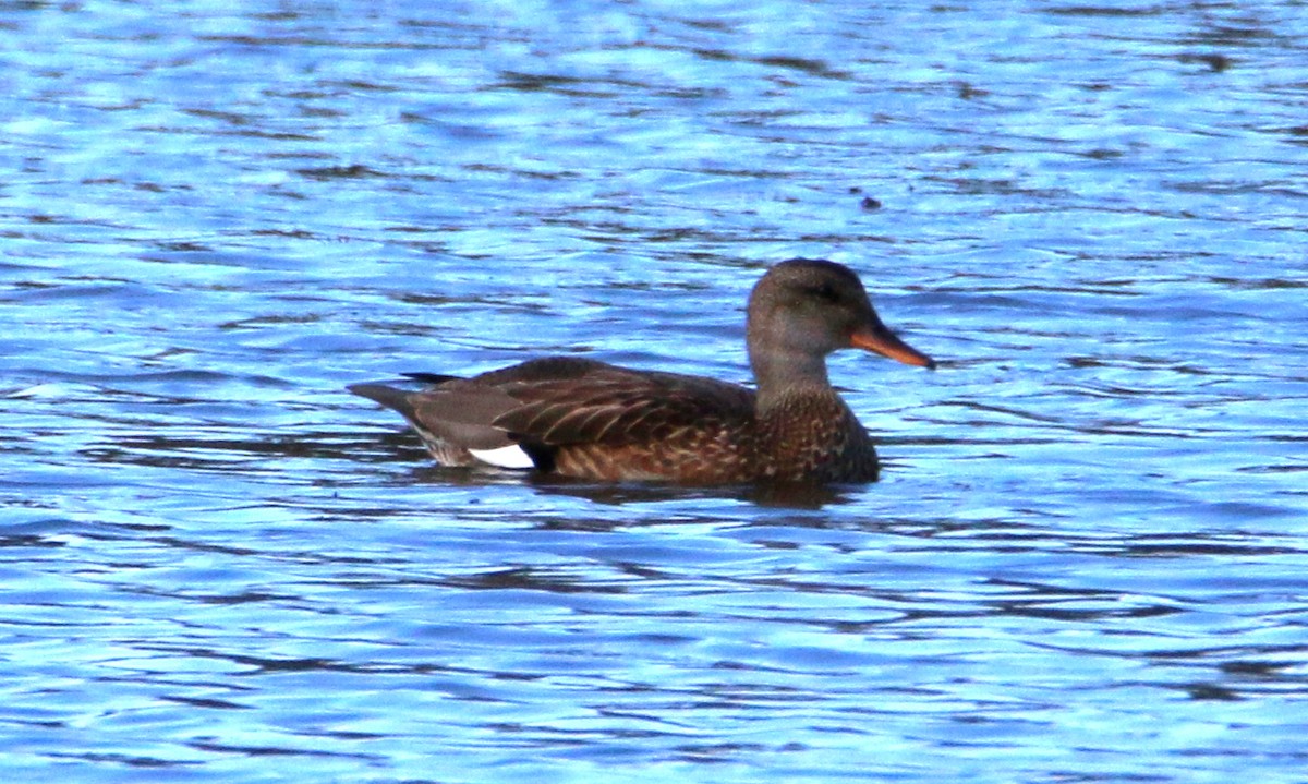 Gadwall - ML609059965