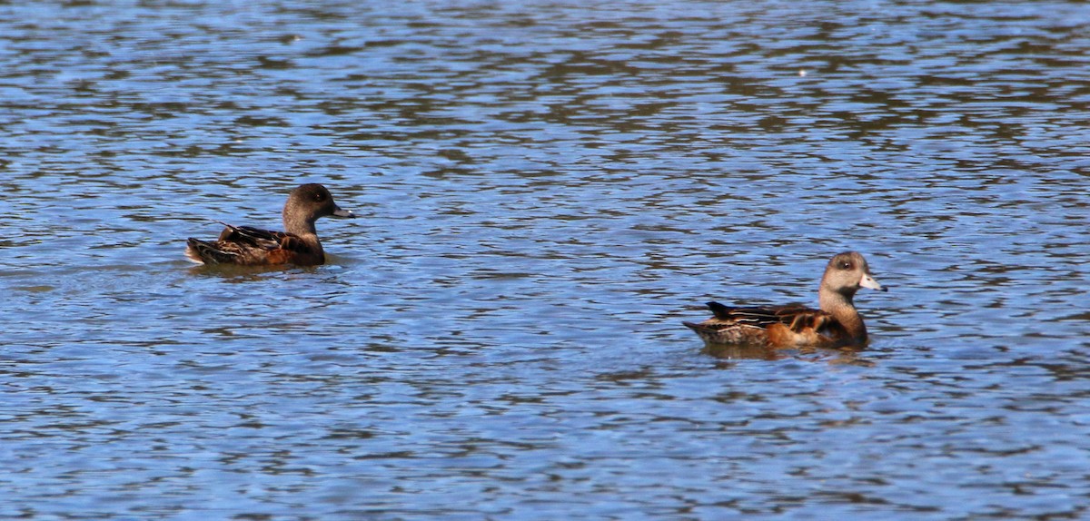 American Wigeon - Daniel Emlin