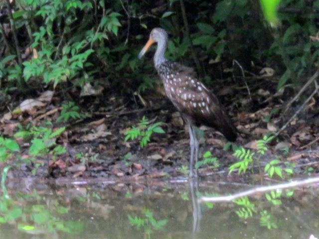 Limpkin - ML609060170