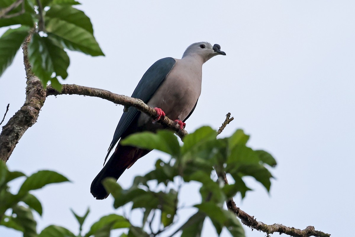 Pacific Imperial-Pigeon - ML609060218