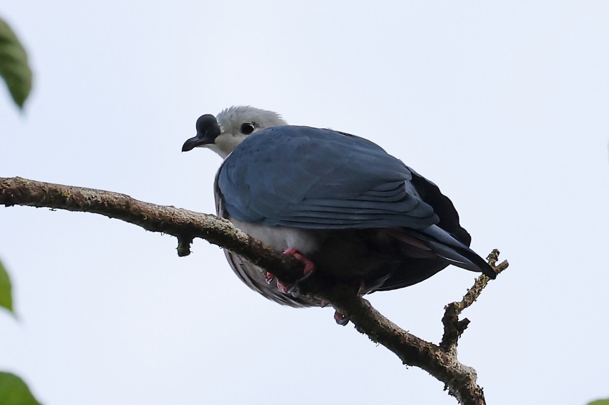 Pacific Imperial-Pigeon - ML609060232